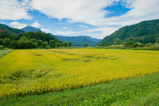 秋の収穫期を前に黄金色に染まった稲穂が広がる、山々に囲まれた美しい日本の田んぼの里山の田園風景