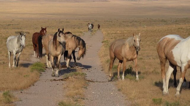 Wild horses crossing a dirt road in the Utah desert as some linger around a pile of manure.