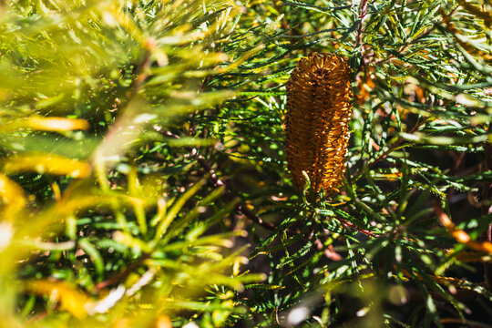 native Australian Birthday Candle plant with orange flower shot at shallow depth of field