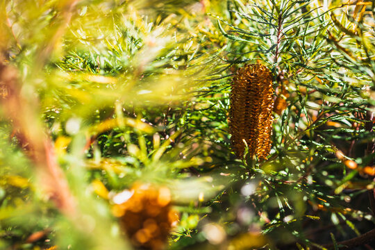 native Australian Birthday Candle plant with orange flower shot at shallow depth of field