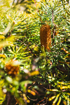 native Australian Birthday Candle plant with orange flower shot at shallow depth of field