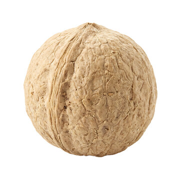 Macadamia Nut Shell Isolated On Transparent Background
