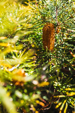 native Australian Birthday Candle plant with orange flower shot at shallow depth of field