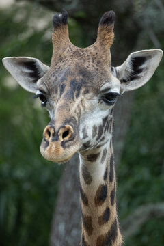 Giraffe (Giraffa camelopardalis) Symmetric Front-Facing Portrait &mdash; Direct Gaze of Tall African Mammal