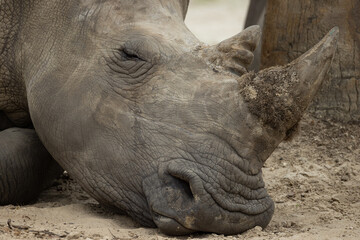 Southern White Rhinoceros (Ceratotherium simum simum) Resting — Close-Up of Endangered Species with Textured Hide and Horn Detail © Matthew Bydalek