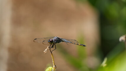 Macro photography of a blue dragonfly perched on a dry plant stem in a garden, showcasing intricate wing details and large compound eyes against a soft, creamy bokeh natural background © Silmiart