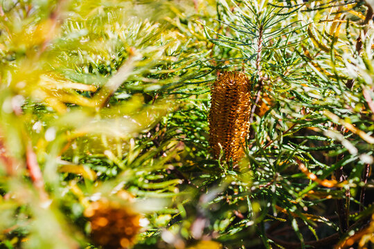 native Australian Birthday Candle plant with orange flower shot at shallow depth of field