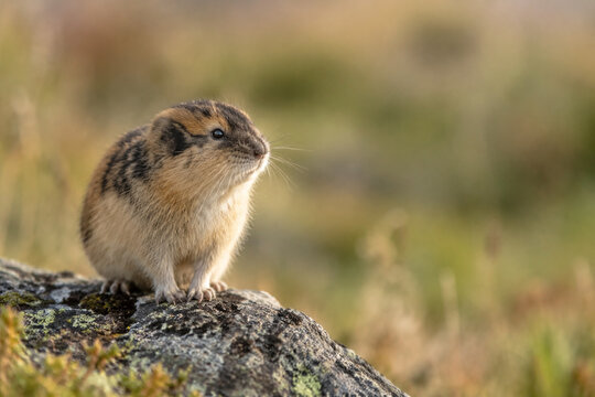 Small brown lemming standing alert on rocky outcrop in grassland