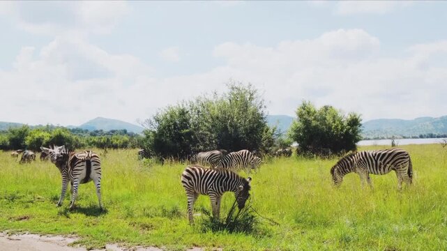 Herd of zebras grazing in a lush african savanna landscape zebra wildlife africa grassland nature zebra wildlife africa grassland nature