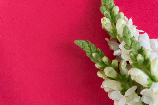 White snapdragon blooms rest on bold red background. Clean minimal style highlights floral elegance. Perfect for greeting cards, spring designs