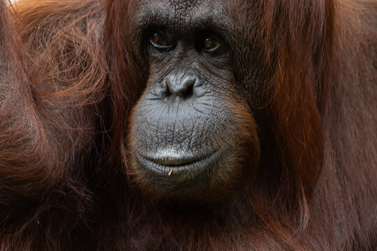 Bornean Orangutan (Pongo pygmaeus) in Captivity &mdash; Contemplative Portrait of Critically Endangered Great Ape
