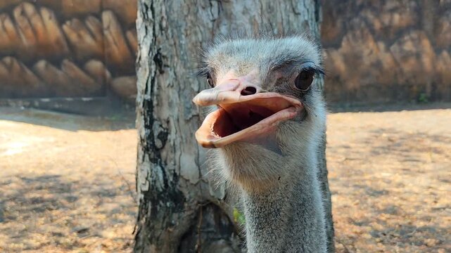 Closeup of an ostrich head. Shows the expression of an ostrich in a cage.