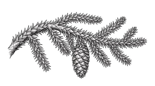 Black and white ink illustration of a spruce tree branch with a single pine cone on white background