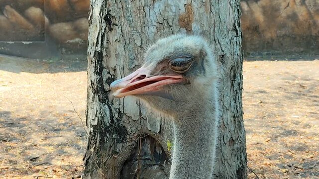 Closeup of an ostrich head. Shows the expression of an ostrich in a cage.