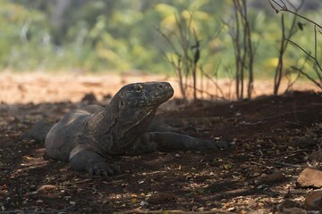 Obraz premium Komodo Dragon Resting in the Shade of a Tree in Komodo National Park, Indonesia