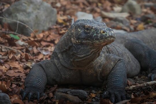 Komodo Dragon Monitor Lizard Resting on Ground Covered with Dry Leaves in Komodo National Park Indonesia