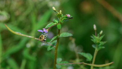 Blue-banded bee collecting nectar and pollen from a wild flower. Detailed macro scene of pollination and biodiversity © nilanka