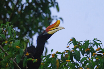 Rhinocerous Hornbill, on Kinabangtan River, Borneo. © Peter