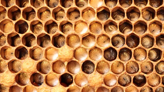 Eggs and larvae of future honey bees.