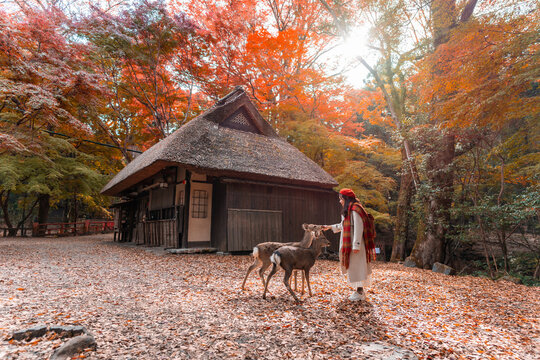 Young female tourist feeding deer during the autumn foliage at Nara in Japan