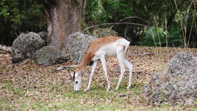 Springbok grazing on dry grass in a wooded natural habitat antelope wildlife animal nature wild animal antelope wildlife animal nature wild animal