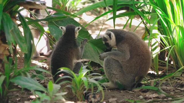 Two ring tailed lemurs eating leaves in a lush forest environment lemur ring tailed lemur wildlife primate nature lemur ring tailed lemur wildlife primate nature