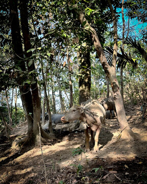 A buffalo on the slopes of Mount Lembu in Purwakarta, seen in the morning light and framed by the silhouette of sunlight filtering through the gaps in the tree foliage.