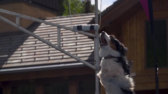 Slow motion shot of dog jumping through the air and biting toy