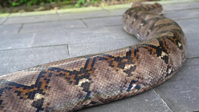 Close up of python snake slithering slowly on the ground showcasing detailed skin pattern