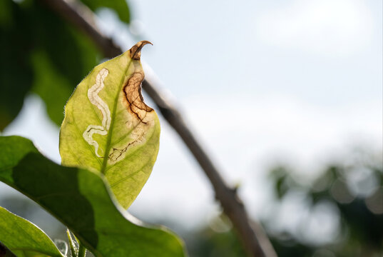 Folha de caf&eacute; danificada pelo bicho-mineiro contra o c&eacute;u