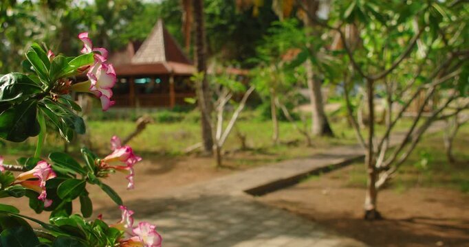 Pink adenium flowers bloom along stone path leading to traditional gazebo in Balinese garden