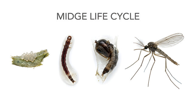 The image displays the complete life cycle of a midge, from egg to adult