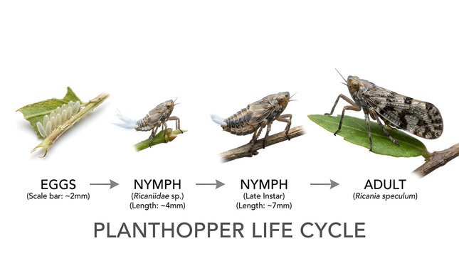 A scientific illustration detailing the life cycle of a planthopper, from eggs to nymph stages to the adult form