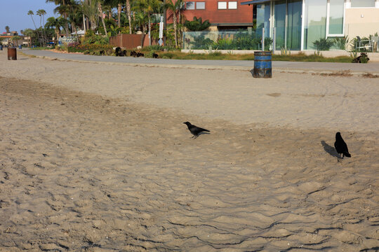 American crows stand on a sandy beach near a boardwalk with modern coastal houses and palm trees under a clear blue sky, San Diego, California