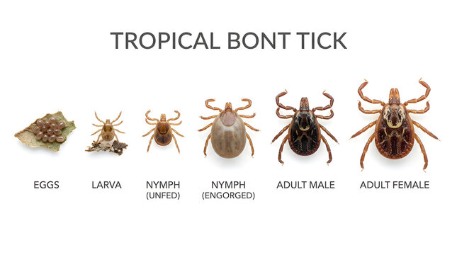 Diagram showing the life cycle stages of a tropical bont tick, from eggs to adult male and female. Each stage is labeled with its name and depicted with an illustration