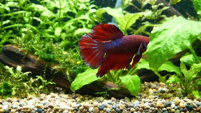 Red Betta Fish Swims Gracefully in Aquarium With Green Plants - A stunning red betta fish with flowing fins swims amidst lush green aquatic plants and a piece of driftwood in a vibrant aquarium.