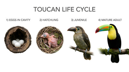 Fototapeta premium Toucan life cycle diagram showing four stages: eggs in cavity, hatchling, juvenile, and mature adult toucan