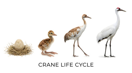 Fototapeta premium The life cycle of a crane from egg to adult bird. A clear illustration showing the different stages of growth