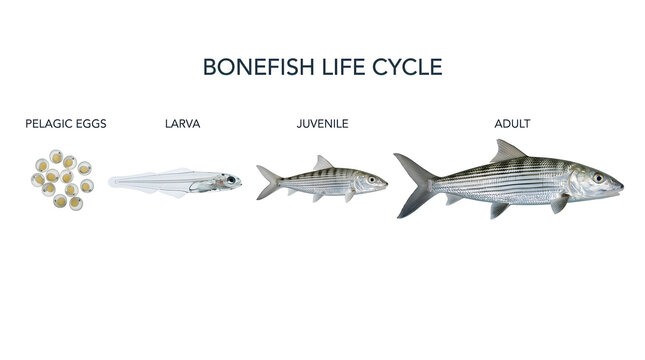 Bonefish life cycle illustration, showing egg, larva, juvenile, and adult stages
