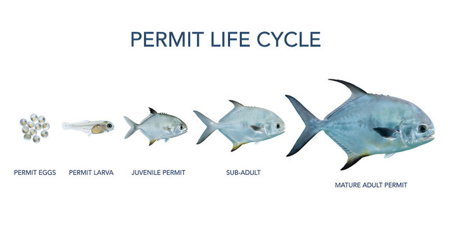 Illustration showing the life cycle of a permit fish, from egg to adult