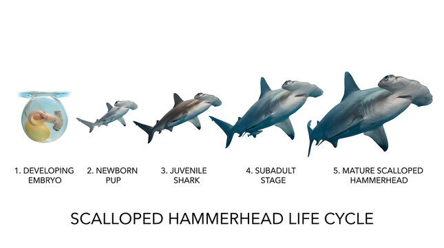 Hammerhead shark life cycle from embryo to mature scalloped hammerhead shark, showing developmental stages