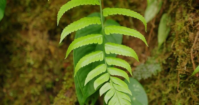 Close up of a bright green fern leaf in the heart of dense lush tropical rainforest