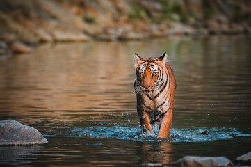 Tiger corbett tiger reserve India © shivaram