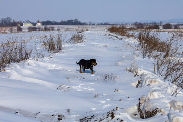 A black and tan dog, resembling a rottweiler, stands on a road covered in deep snow in the middle of a snowy field. The animal looks ahead against the background of a distant village church and a snow © Олег Струс