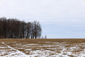 A wide agricultural field covered with dry grass and light snow in late autumn. A dense line of bare trees stands prominently on the horizon under an overcast cloudy sky. This quiet and cold rural lan © Олег Струс