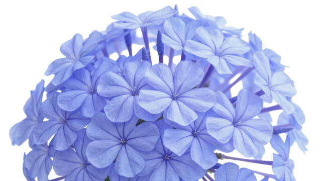 Cluster of delicate blue plumbago flowers, isolated on transparent background