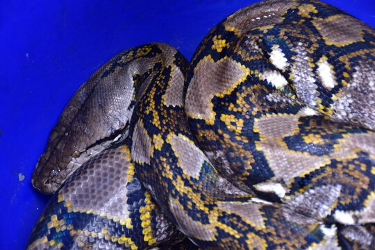 Python Snake  A python is a large reptile that slithers on the ground  Reticulated python