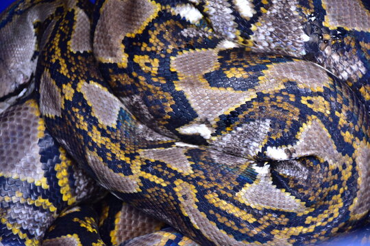 Python Snake  A python is a large reptile that slithers on the ground  Reticulated python