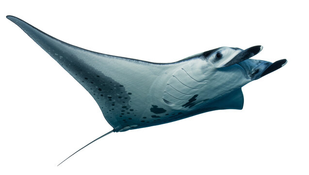 Giant manta ray with spotted pattern swimming, isolated on transparent background