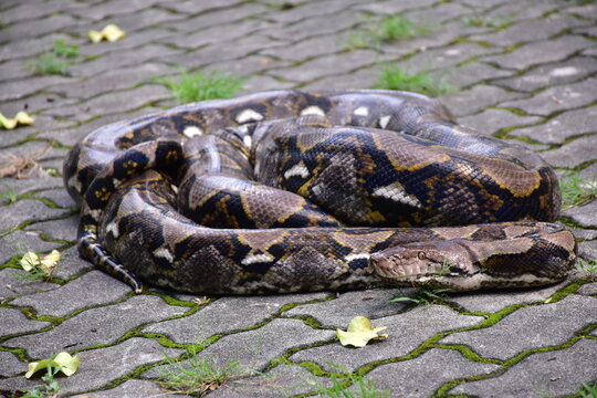 Python Snake  A python is a large reptile that slithers on the ground  Reticulated python